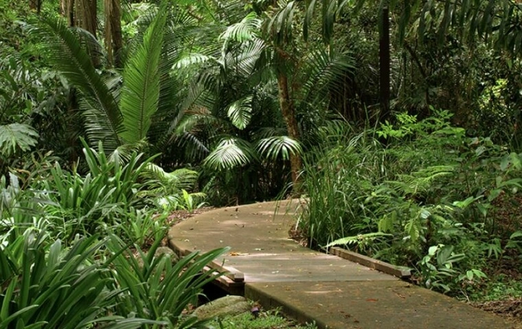 A wooden boardwalk meanders through a lush green forest with dense foliage and a variety of tropical plants, including prominent ferns and palms.