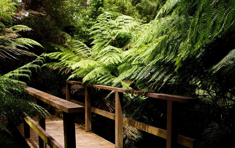 A serene wooden boardwalk meandering through a lush forest, surrounded by vibrant green ferns under dappled sunlight.