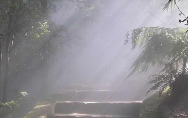 Misty forest scene with sunlight streaming through the trees, illuminating a stone staircase surrounded by lush greenery.